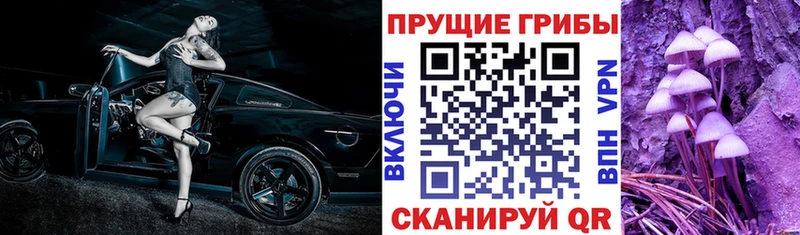 где найти наркотики  Енисейск  Галлюциногенные грибы Psilocybine cubensis 